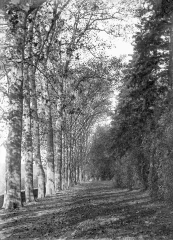 Montbard (Côte-d'Or). - Parc Buffon, allée ouest bordée de platanes et de sapins.
