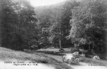 La forêt de Lente.