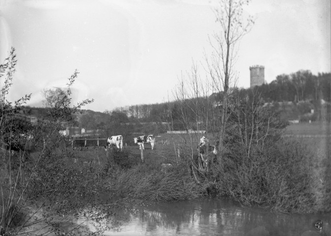 Montbard (Côte-d'Or). - Vaches au bord de la Brenne au niveau de l'usine.
