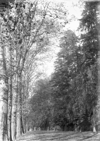 Montbard (Côte-d'Or). - Parc Buffon, allée ouest bordée de platanes et de sapins.