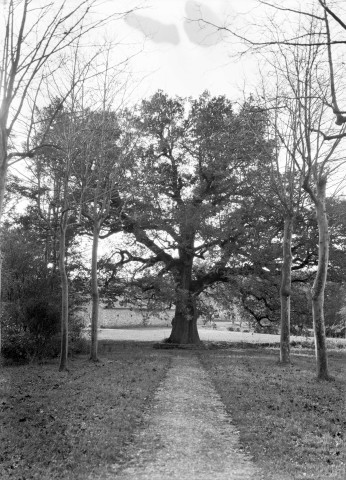 Charols, château de Salettes. - Le gros chêne.