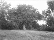 Charols, château de Salettes. - Le gros chêne.