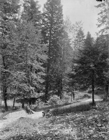 Le Vercors.- Forestiers dans la forêt.