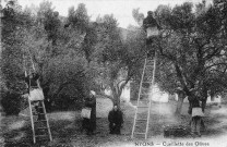 Cueillette des olives.