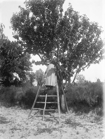Lieu non identifié. - Madeleine Boudier de Laribal de Boisson, en haut d'un chevalet à cueillir des cerises.