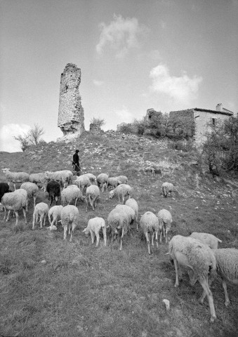 Mirabel-et-Blacons. - Troupeau de moutons au vieux village de Mirabel.