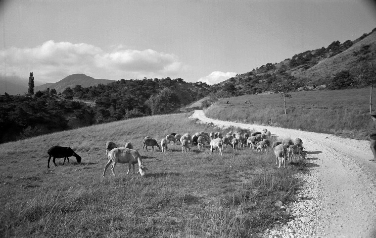 Vesc.- Troupeau de moutons.