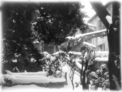 Arles (Bouches-du-Rhône), maison de Courtois, 4 rue du Cloître. - Le jardin de la maison sous la neige avec vue sur l'abside de la cathédrale Saint-Trophime.