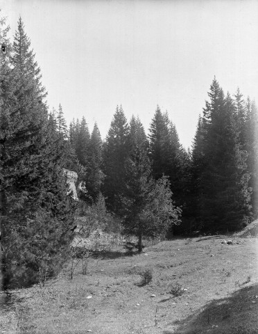 Le Vercors.- La forêt.