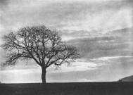 Charols, château de Salettes. - Essaie de coucher de soleil, sur un chêne.