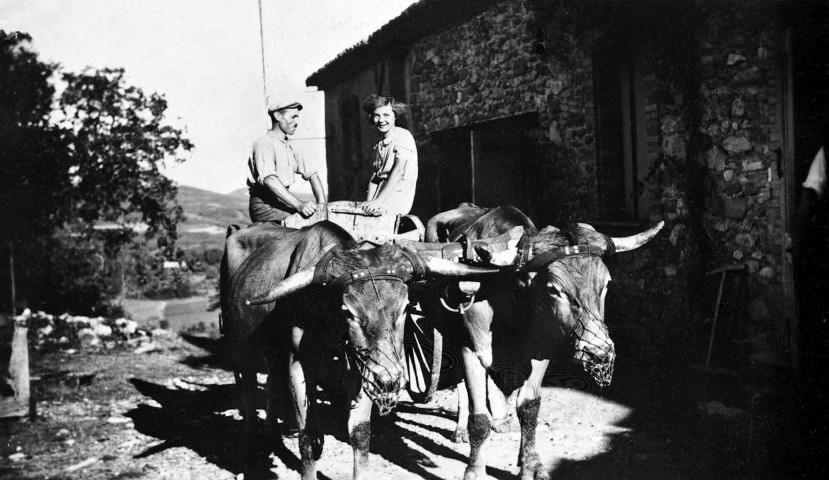 Vaunaveys-la-Rochette.- Attelage de bœufs chez Bayaud à Vaunaveys.