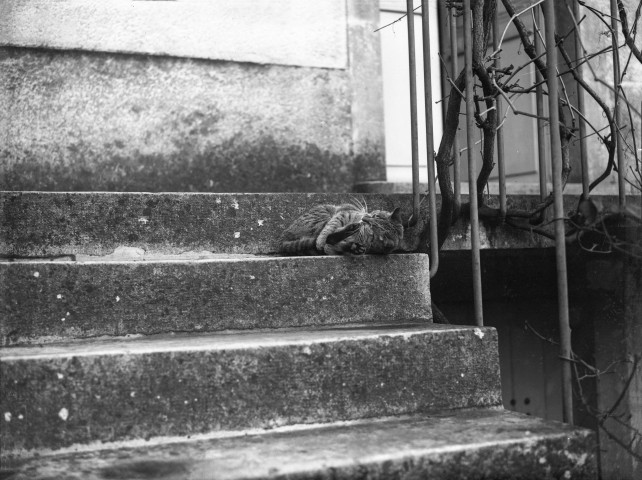 Montbard (Côte-d'Or). - La chatte d'Henri Champin, en boule sur une marche du perron de la maison Gault, 25 rue Carnot.