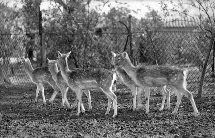 Valence.- Les biches du parc Jouvet.