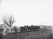 Rochebaudin, ferme du Mouilleron. - Scène de labour, vue rapprochée.