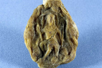 Sceau de Louis XV (Collection madame Hoffet - Beauregard Crest)