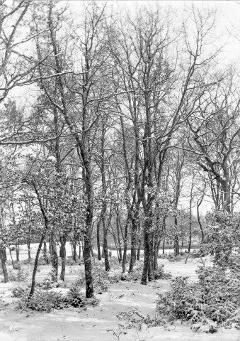 Charols, château de Salettes. - L'orée du bois de Charozat.