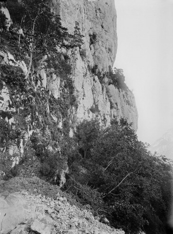 Le Vercors.- La forêt.