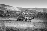 Vaunaveys-la-Rochette.- Labourage à Chaffin faubourg de Vaunaveys.