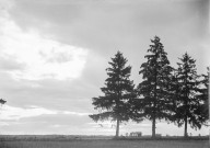 Jessains (Aube), usine de Beaulieu. - Coucher de soleil sur les sapins.