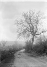 Nogent-lès-Montbard (Côte-d'Or). - Chemin bordé d'un noyer.