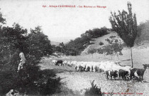 Troupeau de moutons et chêvres de l'abbaye d'Aiguebelle.