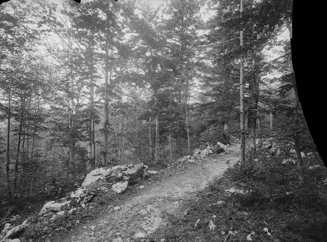 Le Vercors.- La forêt.