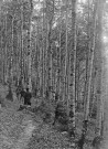 Le Vercors.- Personnages dans dans une jeune futaie de hêtres.