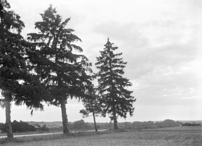 Jessains (Aube), usine de Beaulieu. - Coucher de soleil sur les sapins.