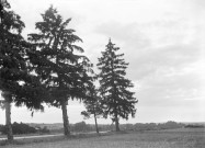 Jessains (Aube), usine de Beaulieu. - Coucher de soleil sur les sapins.