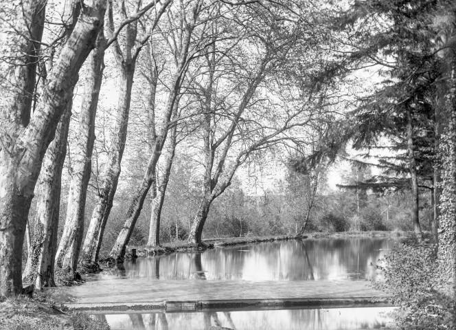 Nogent-lès-Montbard (Côte-d'Or). - Étang du bois.