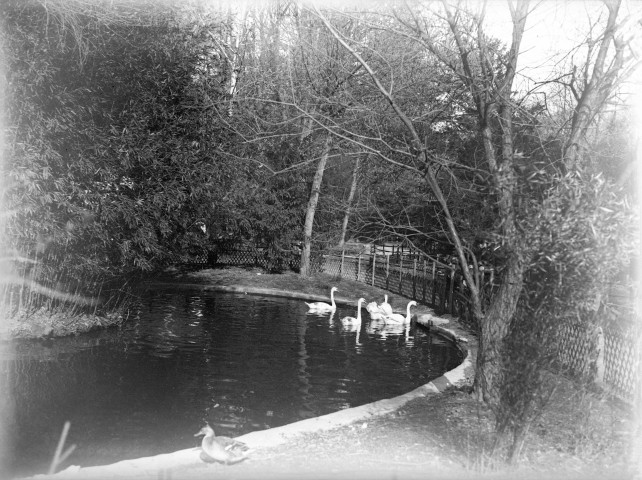 Grenoble (Isère). - Les cygnes du jardin des plantes.