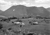 Dieulefit. - Vaches en pâture aux environs de la ville.