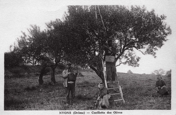 Cueillette des olives.