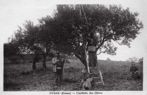 Cueillette des olives.