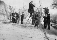 Le Puy (Haute-Loire).- Taille des arbres fruitiers à l'École Normale d'instituteurs, le 10 février 1899.