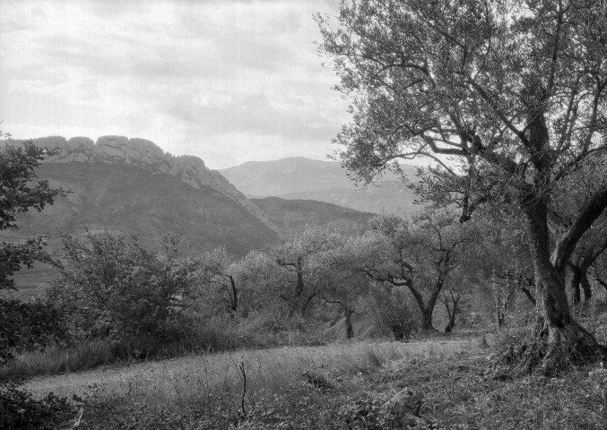 Buis-les-Baronnies. - Champ d'oliviers et le rocher de Saint-Julien.