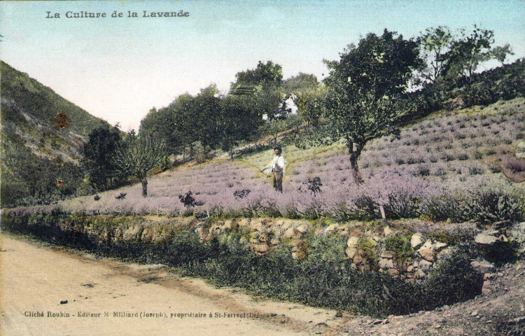 Champ de lavande.
