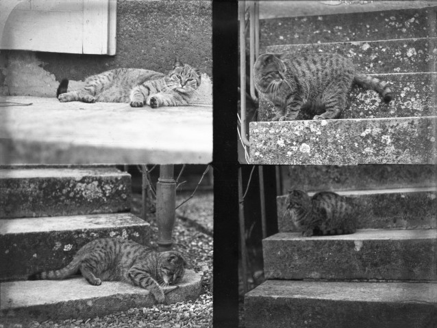 Montbard (Côte-d'Or). - La chatte d'Henri Champin, en quatre poses sur les marches du perron de la maison Gault, 25 rue Carnot.