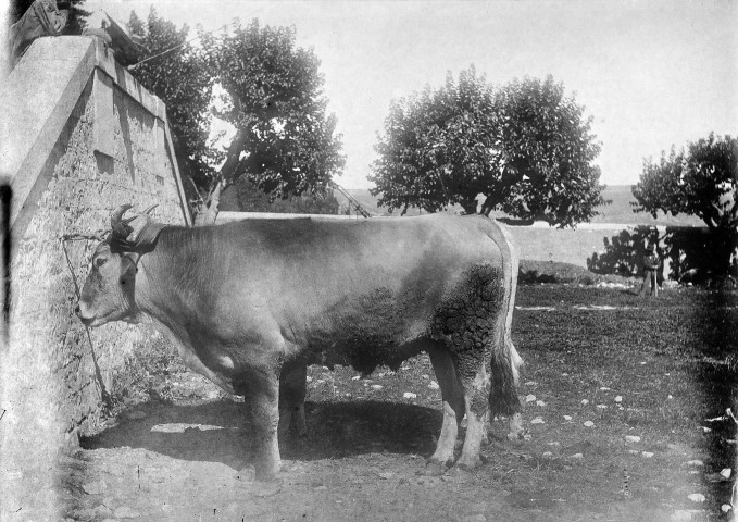 Marsanne.- Un bœuf attaché dans l'enclos du marché.