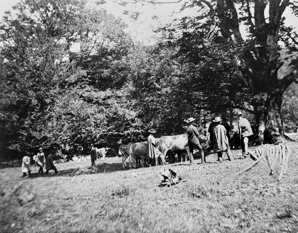 Bouvante.- Foire aux bestiaux à Lente.