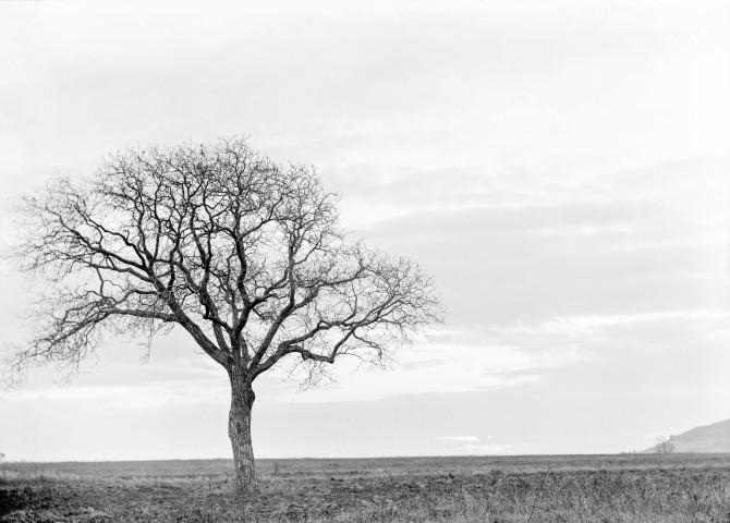 Charols, château de Salettes. - Essaie de coucher de soleil, sur un chêne.