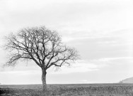 Charols, château de Salettes. - Essaie de coucher de soleil, sur un chêne.