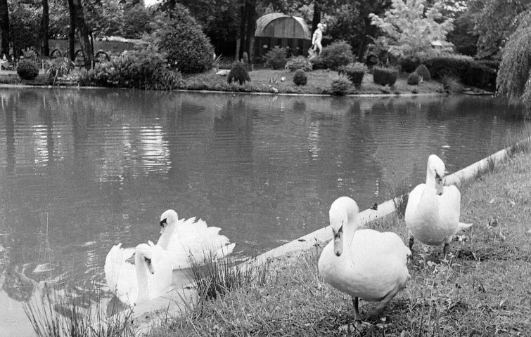 Montélimar. - Les cygnes du parc.