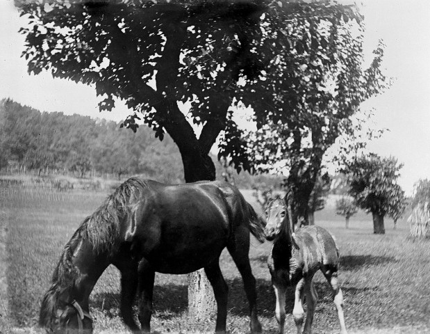 Saint-Thomas-en-Royans.- Chevaux du domaine de la Chartronnière.