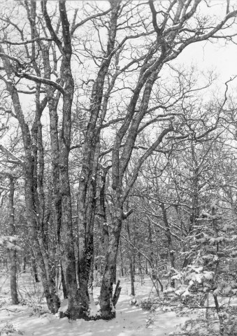 Charols, château de Salettes. - Un chêne à douze troncs.