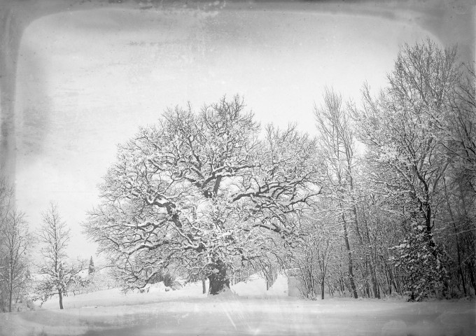 Charols, château de Salettes. - Le gros chêne.