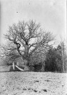 Charols, château de Salettes. - Le gros chêne.