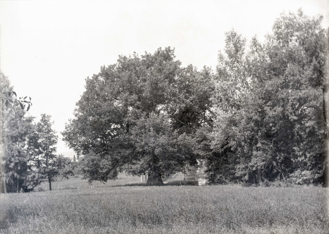 Charols, château de Salettes. - Le gros chêne.