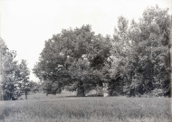 Charols, château de Salettes. - Le gros chêne.