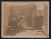 Chat sur le bord d'une fenêtre.